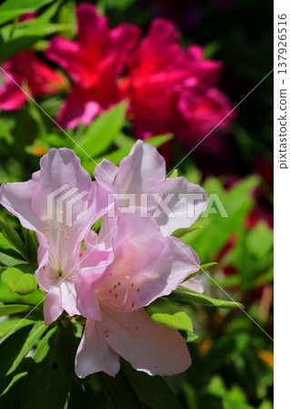 白色和粉紅色的杜鵑花 白色和粉紅色的杜鵑花 137926516
