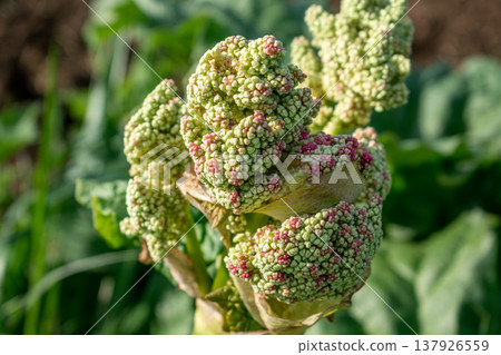 Rhubarb in a garden for making pies and compote, rheum rhabarbarum Rhubarb in a garden for making pies and compote, rheum rhabarbarum 137926559