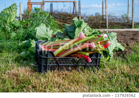 Rhubarb in a garden for making pies and compote, rheum rhabarbarum Rhubarb in a garden for making pies and compote, rheum rhabarbarum 137926562