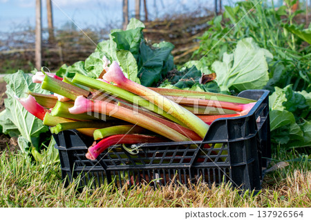 Rhubarb in a garden for making pies and compote, rheum rhabarbarum Rhubarb in a garden for making pies and compote, rheum rhabarbarum 137926564