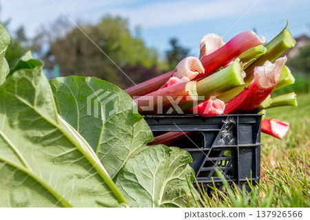 Rhubarb in a garden for making pies and compote, rheum rhabarbarum Rhubarb in a garden for making pies and compote, rheum rhabarbarum 137926566