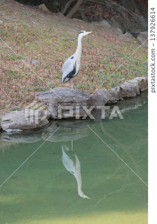 一隻蒼鷺站在栗林花園西湖岸邊。 一隻蒼鷺站在栗林花園西湖岸邊。 137926614