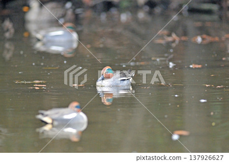 Saitama Prefecture, Sayama City, Chikozan Park, Teal Saitama Prefecture, Sayama City, Chikozan Park, Teal 137926627