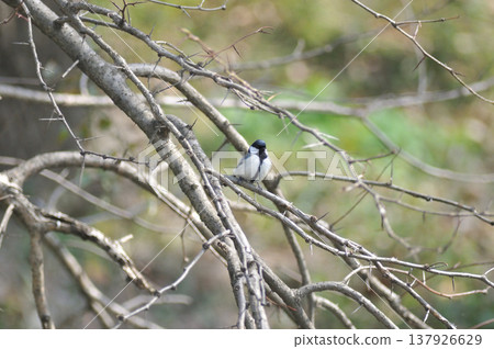 Saitama Prefecture, Sayama City, Chikozan Park, Great Tit (Japanese Tit) Saitama Prefecture, Sayama City, Chikozan Park, Great Tit (Japanese Tit) 137926629