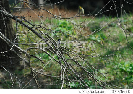 Saitama Prefecture, Sayama City, Chikozan Park, Great Tit (Japanese Tit) Saitama Prefecture, Sayama City, Chikozan Park, Great Tit (Japanese Tit) 137926638