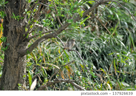 Saitama Prefecture, Sayama City, Chikozan Park, Daurian Redstart (female) Saitama Prefecture, Sayama City, Chikozan Park, Daurian Redstart (female) 137926639