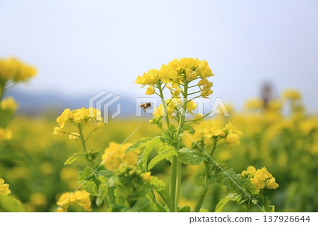 Rape blossoms 137926644