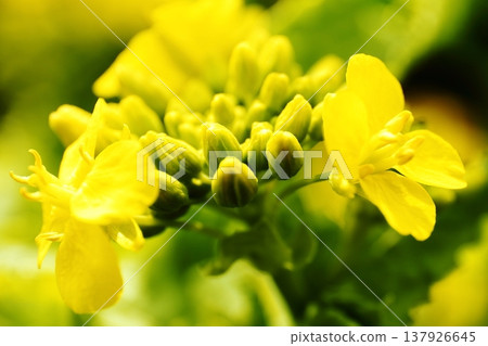 Rape blossoms 137926645