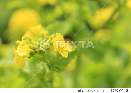 Rape blossoms 137926646