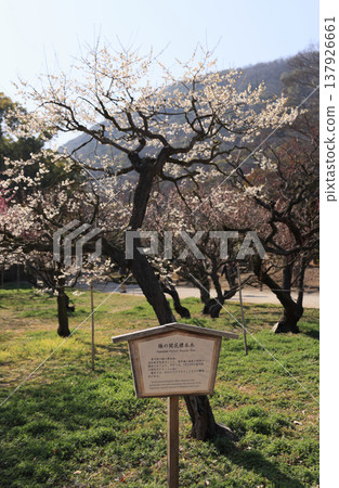 香川縣栗林公園北梅園的梅花觀賞樹。 137926661