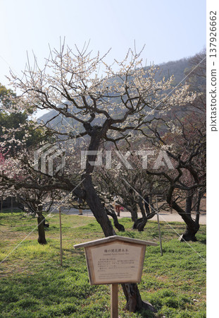 香川縣栗林公園北梅園的梅花觀賞樹。 香川縣栗林公園北梅園的梅花觀賞樹。 137926662