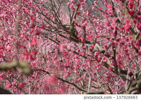 Plum forest at Ryorin Park 137926663