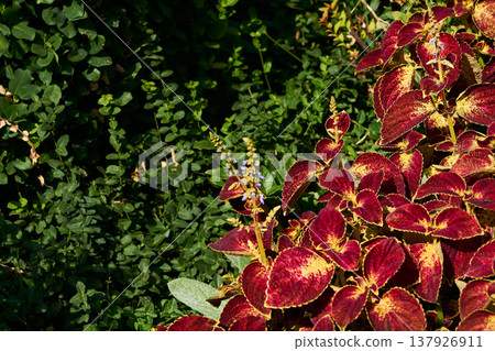 Summer landscape.Blooming red ornamental plant Coleus Lamiaceae family Summer landscape.Blooming red ornamental plant Coleus Lamiaceae family 137926911