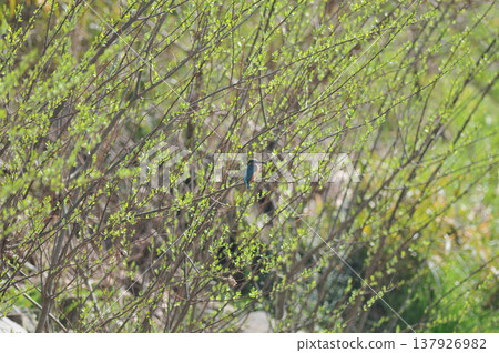 Saitama Prefecture, Sayama City, Chikozan Park, Kingfisher (Kingfisher) Saitama Prefecture, Sayama City, Chikozan Park, Kingfisher (Kingfisher) 137926982