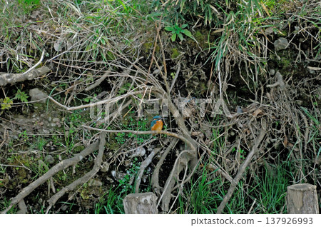 Saitama Prefecture, Sayama City, Chikozan Park, Kingfisher (Kingfisher) Saitama Prefecture, Sayama City, Chikozan Park, Kingfisher (Kingfisher) 137926993