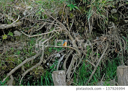 埼玉縣狹山市，智古山公園，翠鳥（翠鳥） 137926994