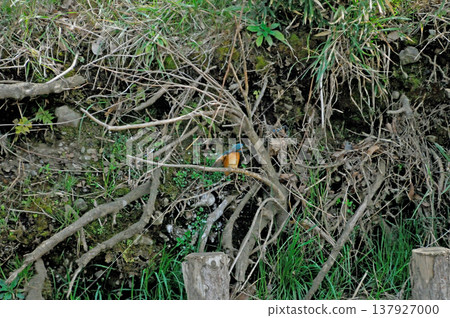Saitama Prefecture, Sayama City, Chikozan Park, Kingfisher (Kingfisher) 137927000