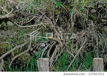 Saitama Prefecture, Sayama City, Chikozan Park, Kingfisher (Kingfisher) Saitama Prefecture, Sayama City, Chikozan Park, Kingfisher (Kingfisher) 137927012