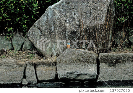 Saitama Prefecture, Sayama City, Chikozan Park, Kingfisher (Kingfisher) 137927030