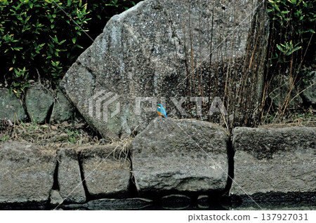 Saitama Prefecture, Sayama City, Chikozan Park, Kingfisher (Kingfisher) Saitama Prefecture, Sayama City, Chikozan Park, Kingfisher (Kingfisher) 137927031