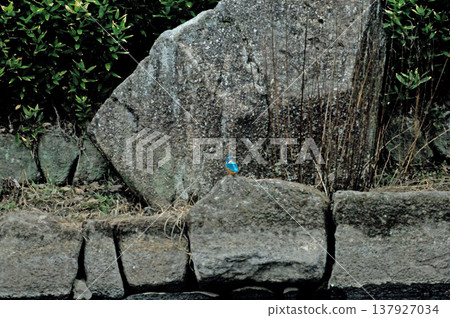 Saitama Prefecture, Sayama City, Chikozan Park, Kingfisher (Kingfisher) 137927034