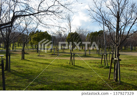 神戶市一座公園裡，寧靜的自然風光徐徐展開。 137927329