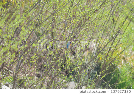Saitama Prefecture, Sayama City, Chikozan Park, Kingfisher (Kingfisher) Saitama Prefecture, Sayama City, Chikozan Park, Kingfisher (Kingfisher) 137927380