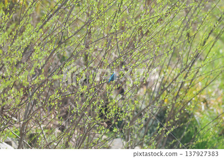 Saitama Prefecture, Sayama City, Chikozan Park, Kingfisher (Kingfisher) Saitama Prefecture, Sayama City, Chikozan Park, Kingfisher (Kingfisher) 137927383