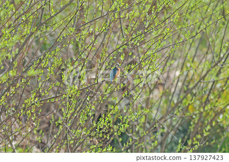 Saitama Prefecture, Sayama City, Chikozan Park, Kingfisher (Kingfisher) Saitama Prefecture, Sayama City, Chikozan Park, Kingfisher (Kingfisher) 137927423