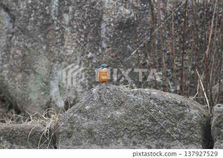 Saitama Prefecture, Sayama City, Chikozan Park, Kingfisher (Kingfisher) Saitama Prefecture, Sayama City, Chikozan Park, Kingfisher (Kingfisher) 137927529