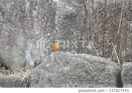 Saitama Prefecture, Sayama City, Chikozan Park, Kingfisher (Kingfisher) Saitama Prefecture, Sayama City, Chikozan Park, Kingfisher (Kingfisher) 137927543