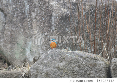 Saitama Prefecture, Sayama City, Chikozan Park, Kingfisher (Kingfisher) Saitama Prefecture, Sayama City, Chikozan Park, Kingfisher (Kingfisher) 137927552
