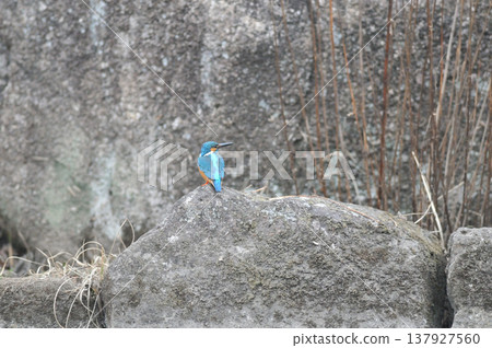 Saitama Prefecture, Sayama City, Chikozan Park, Kingfisher (Kingfisher) Saitama Prefecture, Sayama City, Chikozan Park, Kingfisher (Kingfisher) 137927560