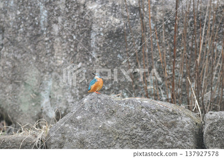 埼玉縣狹山市，智古山公園，翠鳥（翠鳥） 137927578