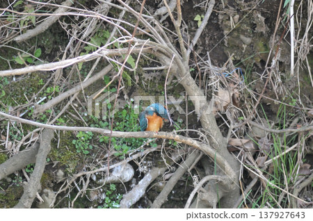 Saitama Prefecture, Sayama City, Chikozan Park, Kingfisher (Kingfisher) Saitama Prefecture, Sayama City, Chikozan Park, Kingfisher (Kingfisher) 137927643