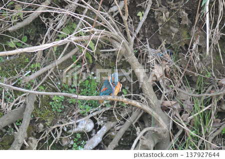 Saitama Prefecture, Sayama City, Chikozan Park, Kingfisher (Kingfisher) Saitama Prefecture, Sayama City, Chikozan Park, Kingfisher (Kingfisher) 137927644