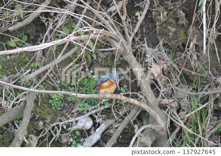 Saitama Prefecture, Sayama City, Chikozan Park, Kingfisher (Kingfisher) Saitama Prefecture, Sayama City, Chikozan Park, Kingfisher (Kingfisher) 137927645