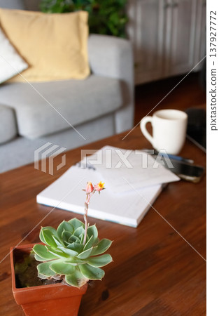 .Flowering succulent with out-of-focus background of virtual work session .Flowering succulent with out-of-focus background of virtual work session 137927772