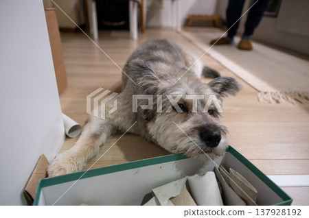 Curious small dog resting on floor with cardboard box at cozy home interior Curious small dog resting on floor with cardboard box at cozy home interior 137928192