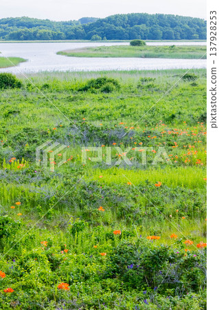小清水野花花園 小清水野花花園 137928253