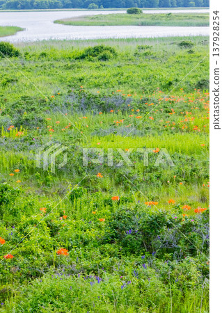 Koshimizu Wild Flower Garden 137928254