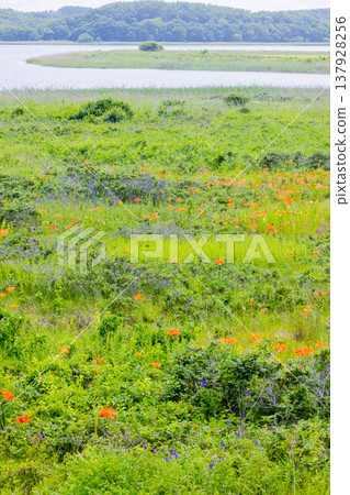小清水野花花園 小清水野花花園 137928256