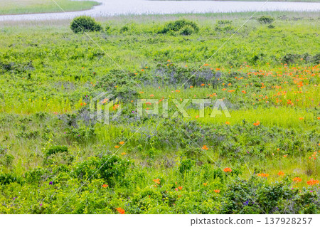 Koshimizu Wild Flower Garden Koshimizu Wild Flower Garden 137928257
