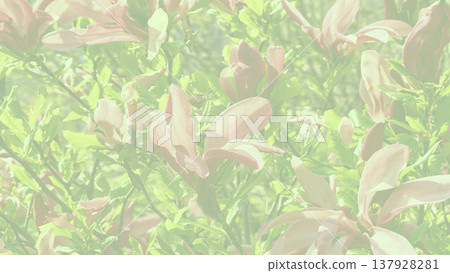Blurred yellow pink magnolia flowers in spring forest park garden Blurred yellow pink magnolia flowers in spring forest park garden 137928281