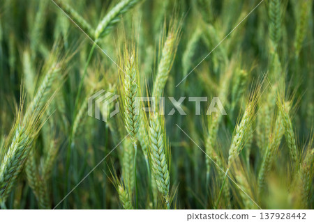 Close-up of growing green grain Close-up of growing green grain 137928442