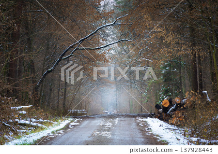 A tunnel of forest trees on the road A tunnel of forest trees on the road 137928443