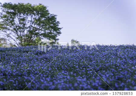A hill full of nemophila flowers 137928653