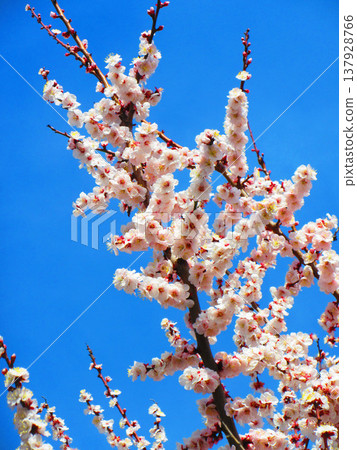 早春時節，綠梅成熟，白梅花盛開的景象（攝於2026年） 137928766