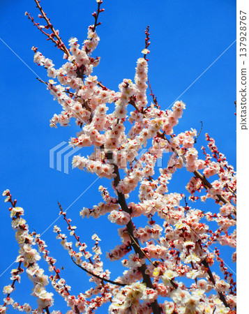 A scene of white plum blossoms in early spring when green plums are ripening (photographed in 2026) A scene of white plum blossoms in early spring when green plums are ripening (photographed in 2026) 137928767