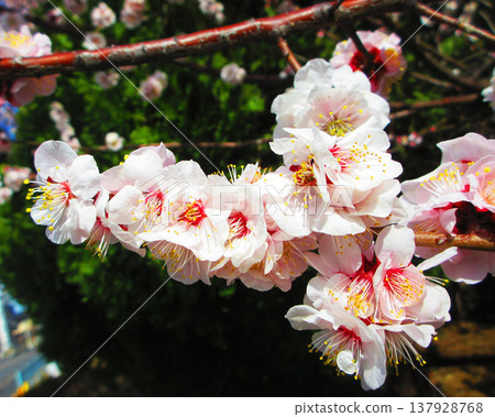 早春時節，綠梅成熟，白梅花盛開的景象（攝於2026年） 137928768